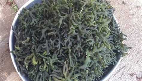 algae in tagalog|Sea Algae in Tagalog.
